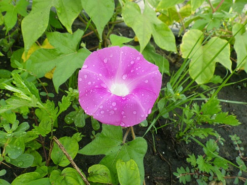 a0804-04