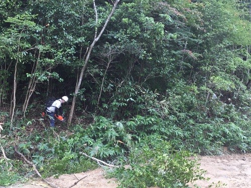 写真-4　伐採・伐木状況